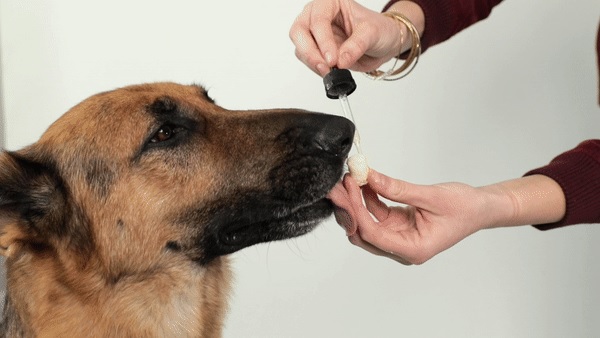 CBD Oil For Dogs