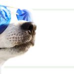 Melatonin for dogs